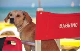 Petizione Vogliamo Le Spiagge Per Cani In Campania