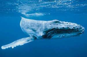 Quanto grande è il pene balena