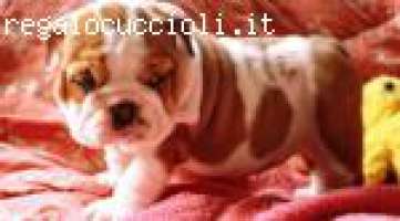 Petizione Piccoli Bulldog Inglese Cuccioli Firmiamoit