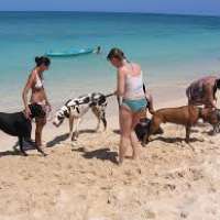 Petizione Creazione Spiaggia Per Cani In Liguria Firmiamoit